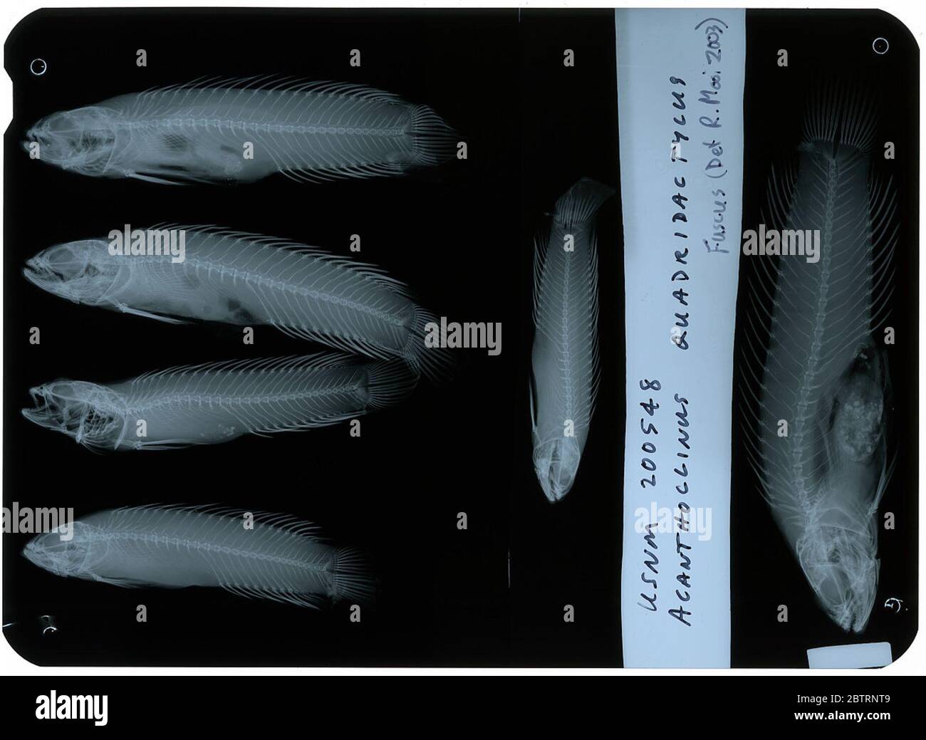 Acanthoclinus littoreus. Rec. de: musée dominion, wellington, nouvelle-zélande jusqu'à: j. moreland; placé en réservoir 203-118 juin 20196 Banque D'Images