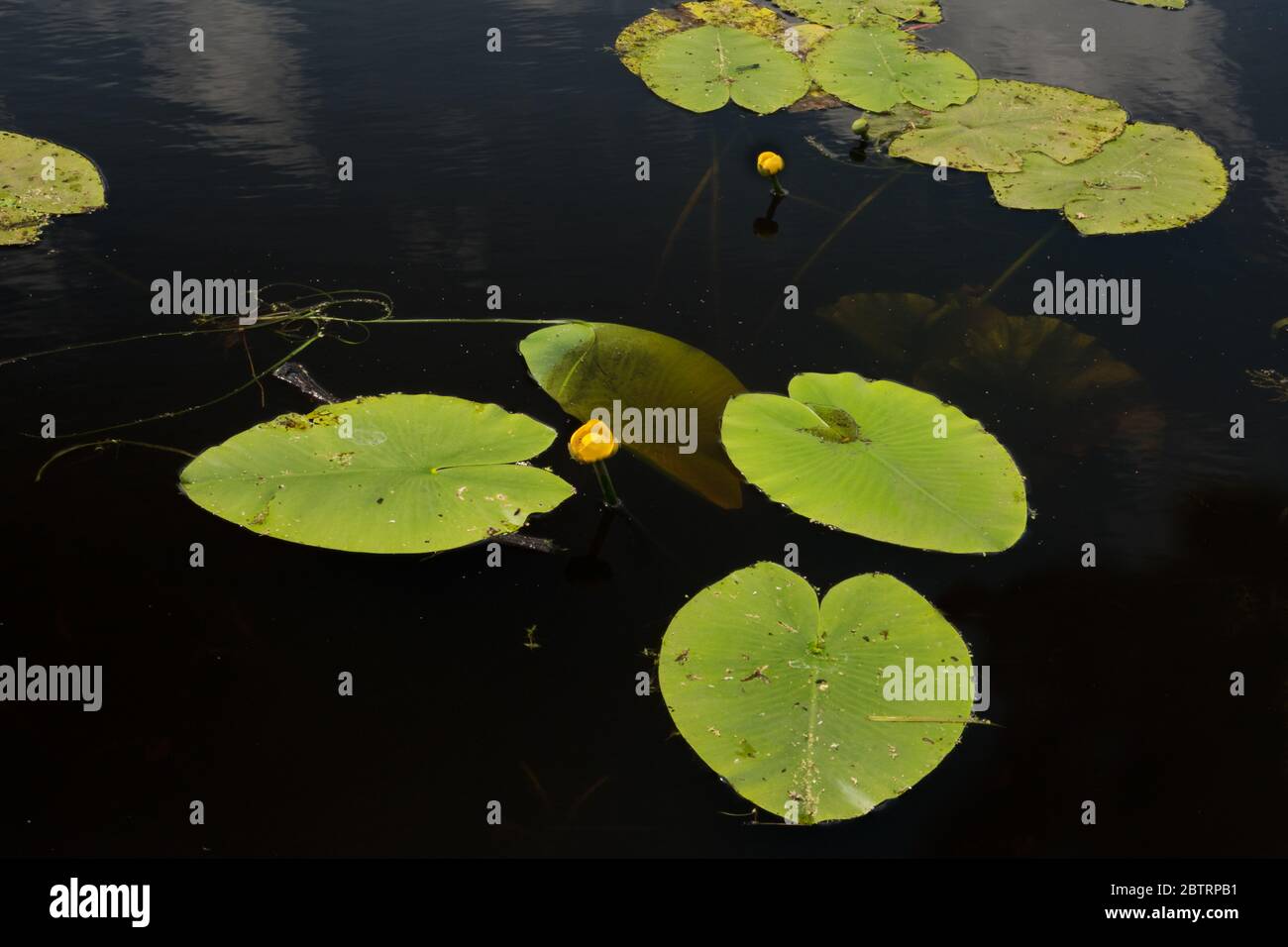 Feuilles flottantes et fleurs jaunes dans l'eau sombre, nénuphar de Brandy, également connu sous le nom de Spatterdock ou jaune d'eau (Nuphar lutea) Banque D'Images