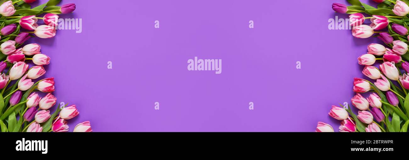 Bannière des fêtes. Bouquet de tulipes roses sur fond violet. Fête des mères, anniversaire, Journée internationale des femmes, concept de la Saint-Valentin. Carte de vœux. Haut Banque D'Images