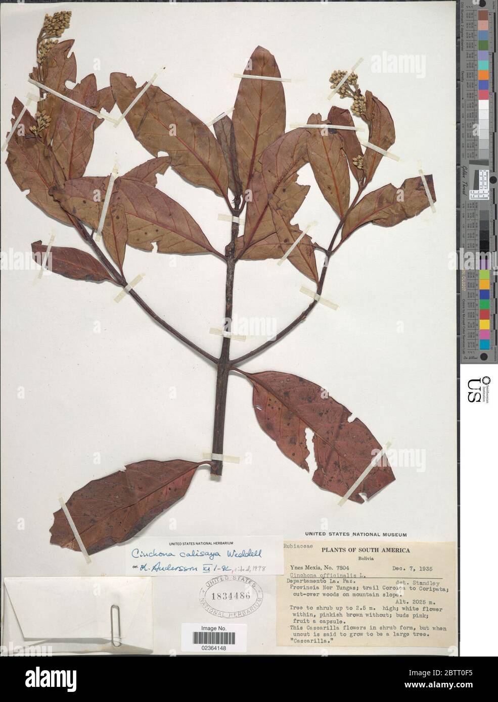 Cinchona calisaya Banque de photographies et d’images à haute