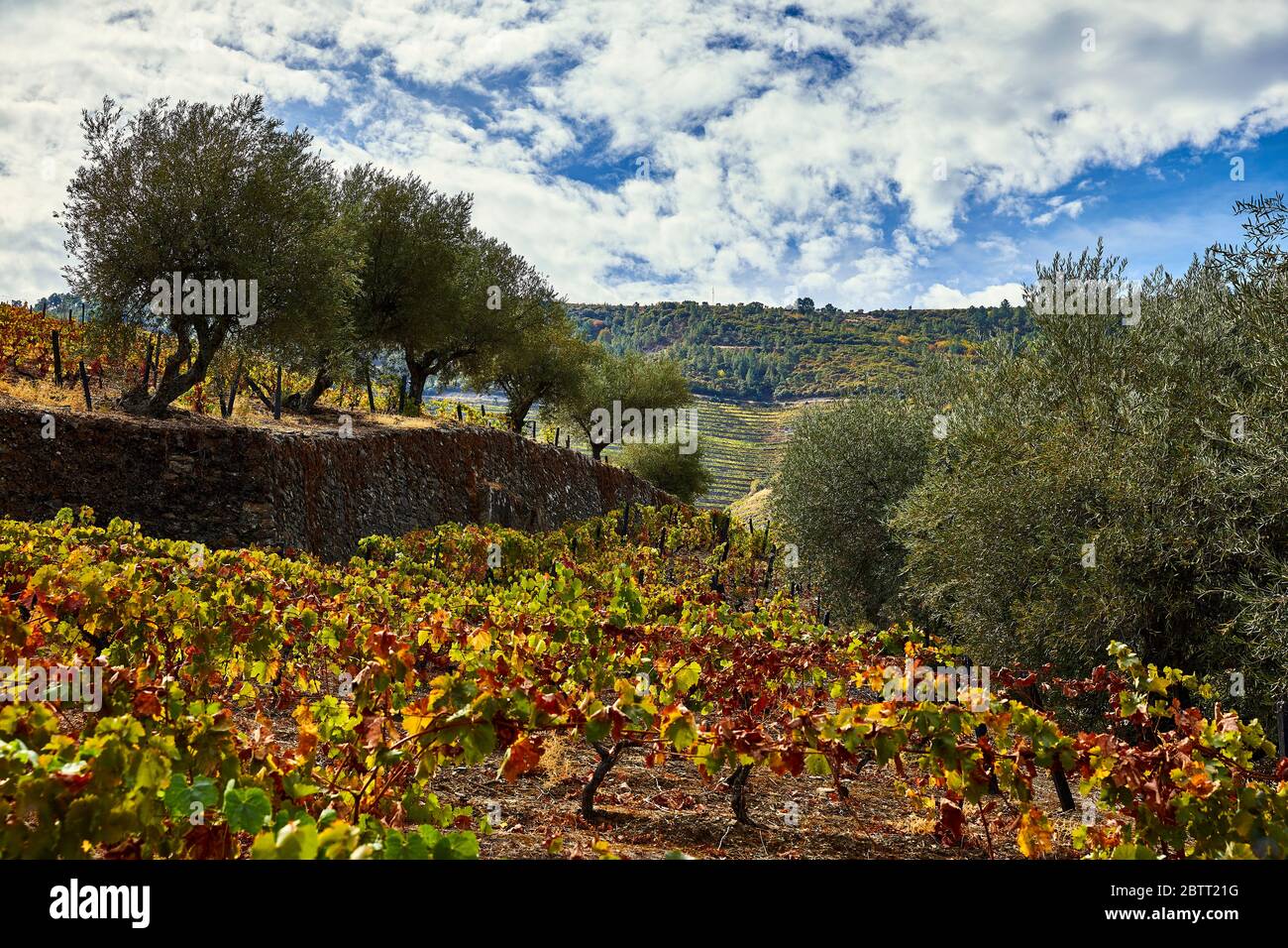 La vallée du Douro, dans le nord du Portugal, est le berceau de Port Wine. La région est connue pour ses vignes, ses amandiers et ses oliviers. Banque D'Images