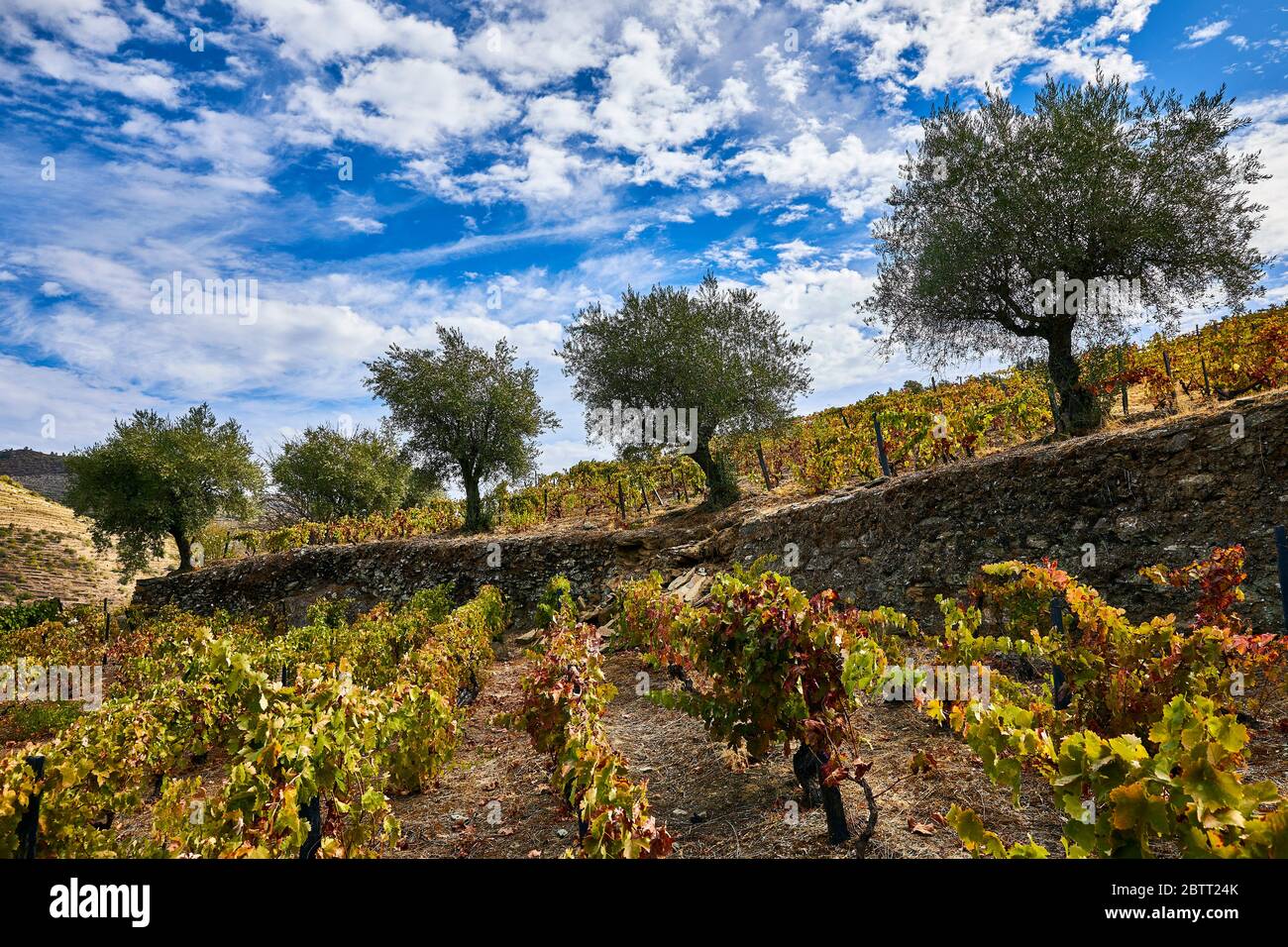 La vallée du Douro, dans le nord du Portugal, est le berceau de Port Wine. La région est connue pour ses vignes, ses amandiers et ses oliviers. Banque D'Images