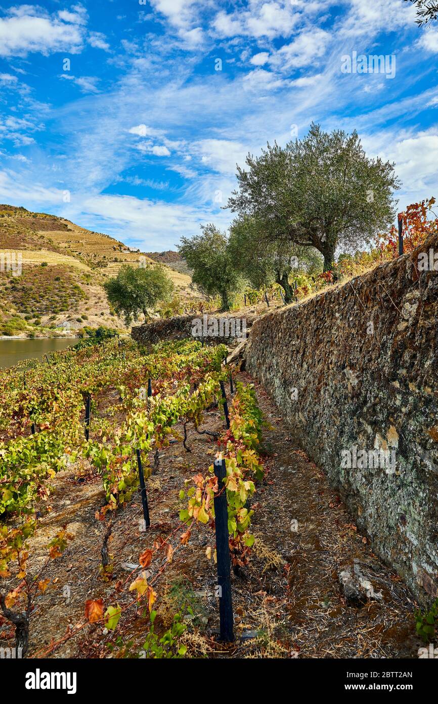 La vallée du Douro, dans le nord du Portugal, est le berceau de Port Wine. La région est connue pour ses vignes, ses amandiers et ses oliviers. Banque D'Images