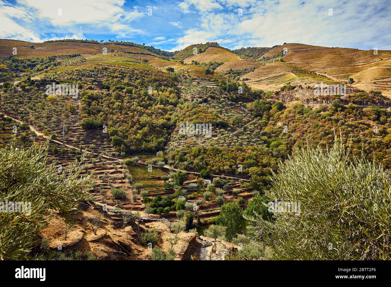 La vallée du Douro, dans le nord du Portugal, est le berceau de Port Wine. La région est connue pour ses vignes, ses amandiers et ses oliviers. Banque D'Images
