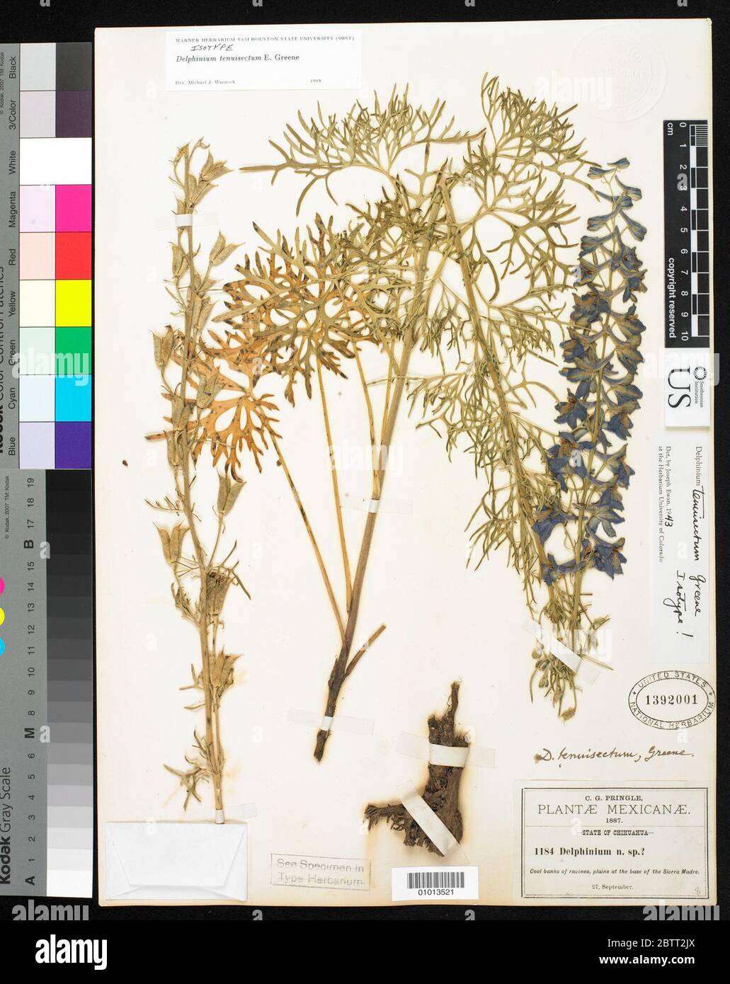 Delphinium tenuisectum Greene. Banque D'Images