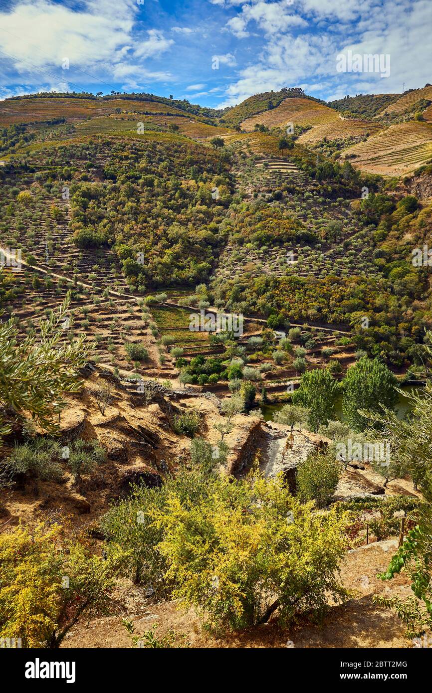 La vallée du Douro, dans le nord du Portugal, est le berceau de Port Wine. La région est connue pour ses vignes, ses amandiers et ses oliviers. Banque D'Images