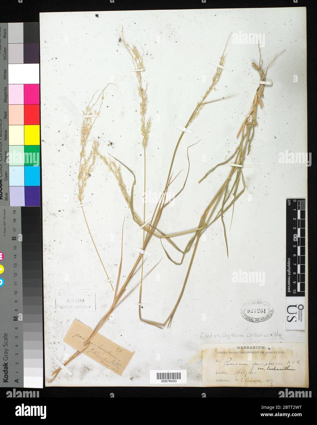 Digitaria californica Benth Henrard. Banque D'Images