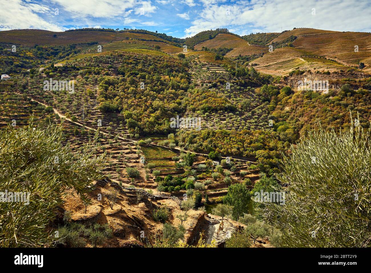 La vallée du Douro, dans le nord du Portugal, est le berceau de Port Wine. La région est connue pour ses vignes, ses amandiers et ses oliviers. Banque D'Images