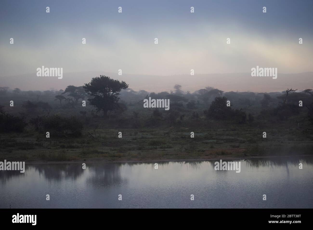 Tôt le matin, une brume basse à l'aube brise la réserve de gibier privée de Zimanga à Mkuze, Kwazulu Natal, Afrique du Sud. Banque D'Images