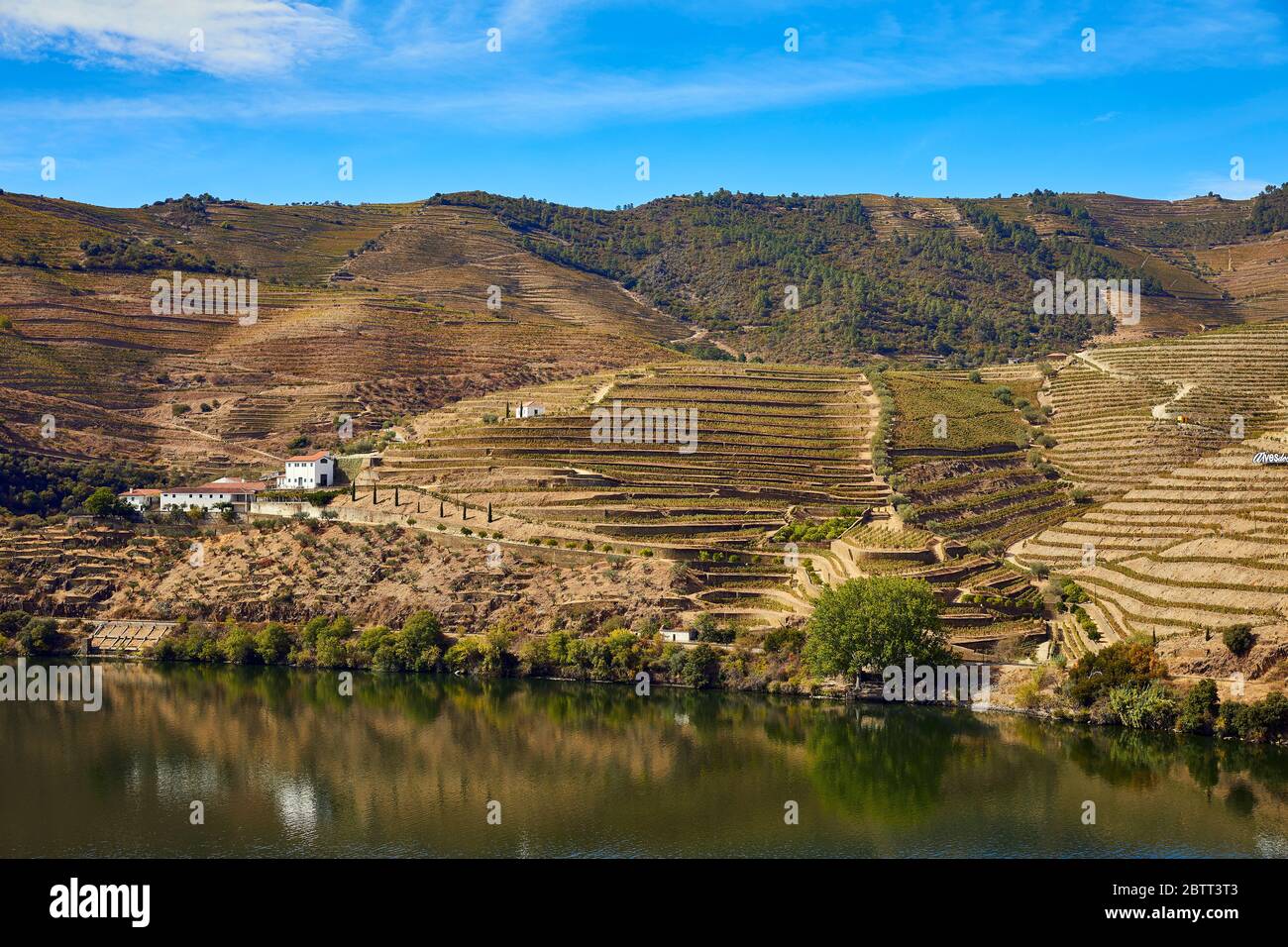 La vallée du Douro, dans le nord du Portugal, est le berceau de Port Wine. La région est connue pour ses vignes, ses amandiers et ses oliviers. Banque D'Images