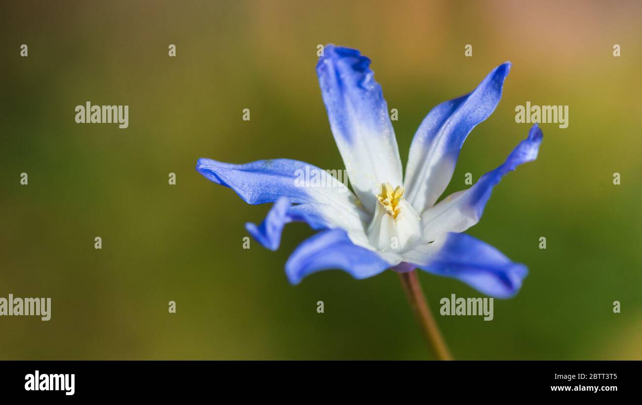 Photo macro d'une gloire bleue de la neige en fleur. Banque D'Images