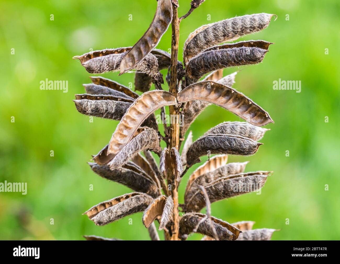 Un gros plan de quelques capsules de semences de plantes lupin. Banque D'Images