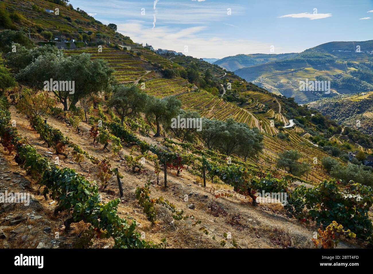 La vallée du Douro, dans le nord du Portugal, est le berceau de Port Wine. La région est connue pour ses vignes, ses amandiers et ses oliviers. Banque D'Images