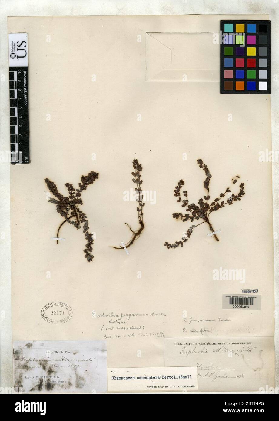 Euphorbia pergamena petit. Banque D'Images