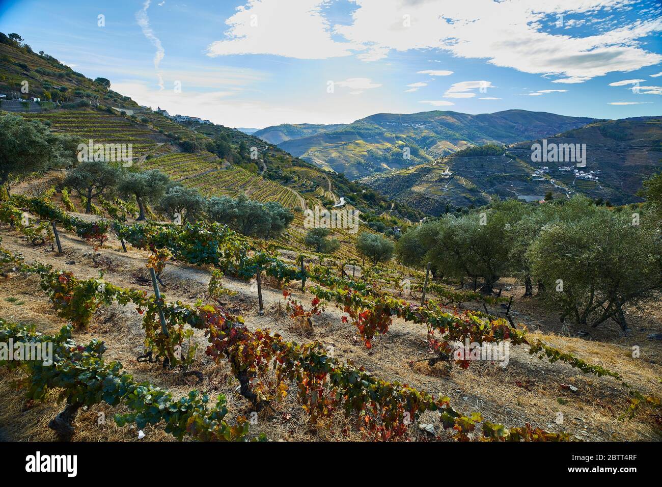 La vallée du Douro, dans le nord du Portugal, est le berceau de Port Wine. La région est connue pour ses vignes, ses amandiers et ses oliviers. Banque D'Images
