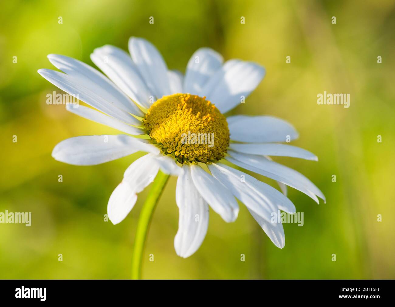 Un plan macro sur un oxeye daisy bloom. Banque D'Images