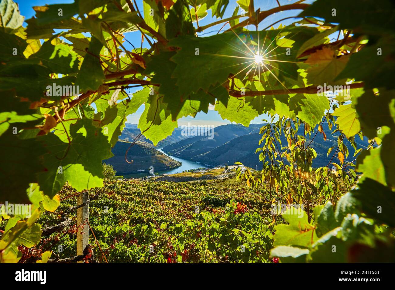 La vallée du Douro, dans le nord du Portugal, est le berceau de Port Wine. La région est connue pour ses vignes, ses amandiers et ses oliviers. Banque D'Images