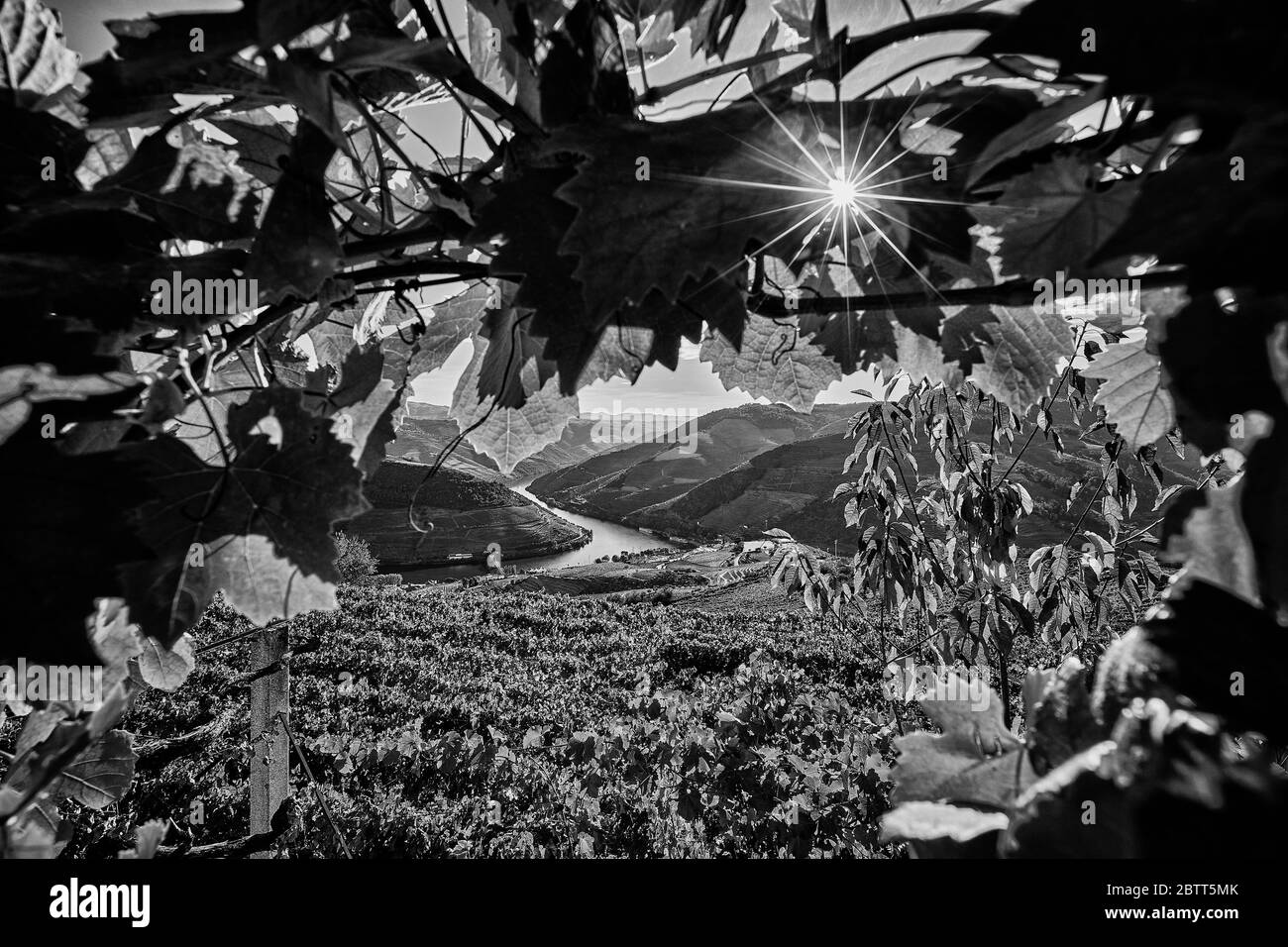 La vallée du Douro, dans le nord du Portugal, est le berceau de Port Wine. La région est connue pour ses vignes, ses amandiers et ses oliviers. Banque D'Images