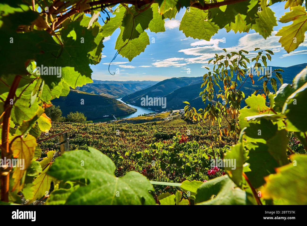 La vallée du Douro, dans le nord du Portugal, est le berceau de Port Wine. La région est connue pour ses vignes, ses amandiers et ses oliviers. Banque D'Images