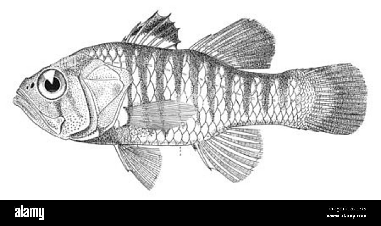 AMIA striata Smith Radcliffe. 8.9 cm de longueur. usnm 68403 répertorié comme le 'type' dans la description originale.30 déc 2015D 54421 Banque D'Images