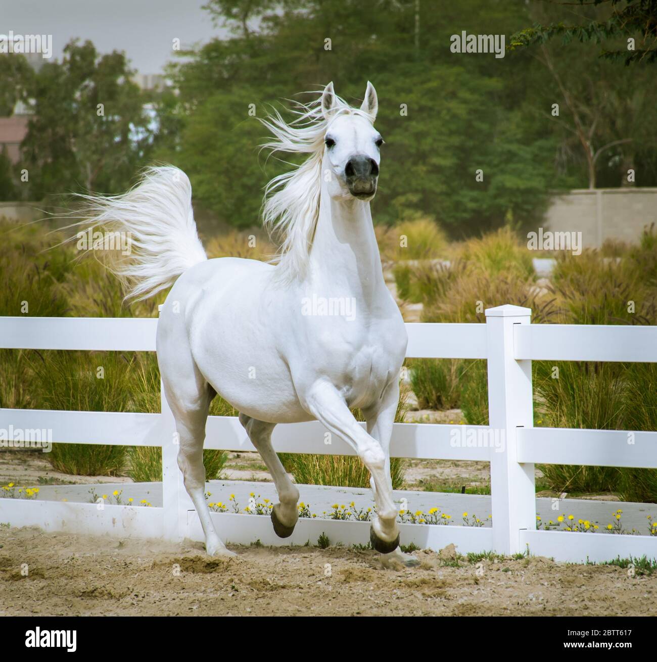 Cheval arabe de couleur blanche courant et s'entraîner dans un enclos qui possède des clôtures blanches. Banque D'Images