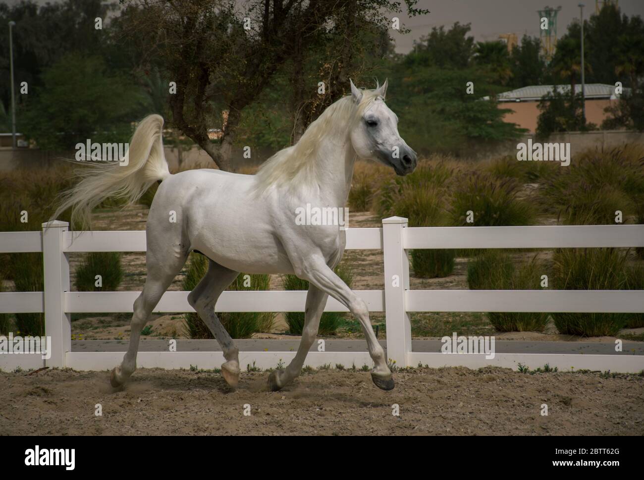 Étalon blanc arabe pratiquant et profitant de la course dans le lieu d'entraînement de cheval à appât Arab, Koweït Banque D'Images