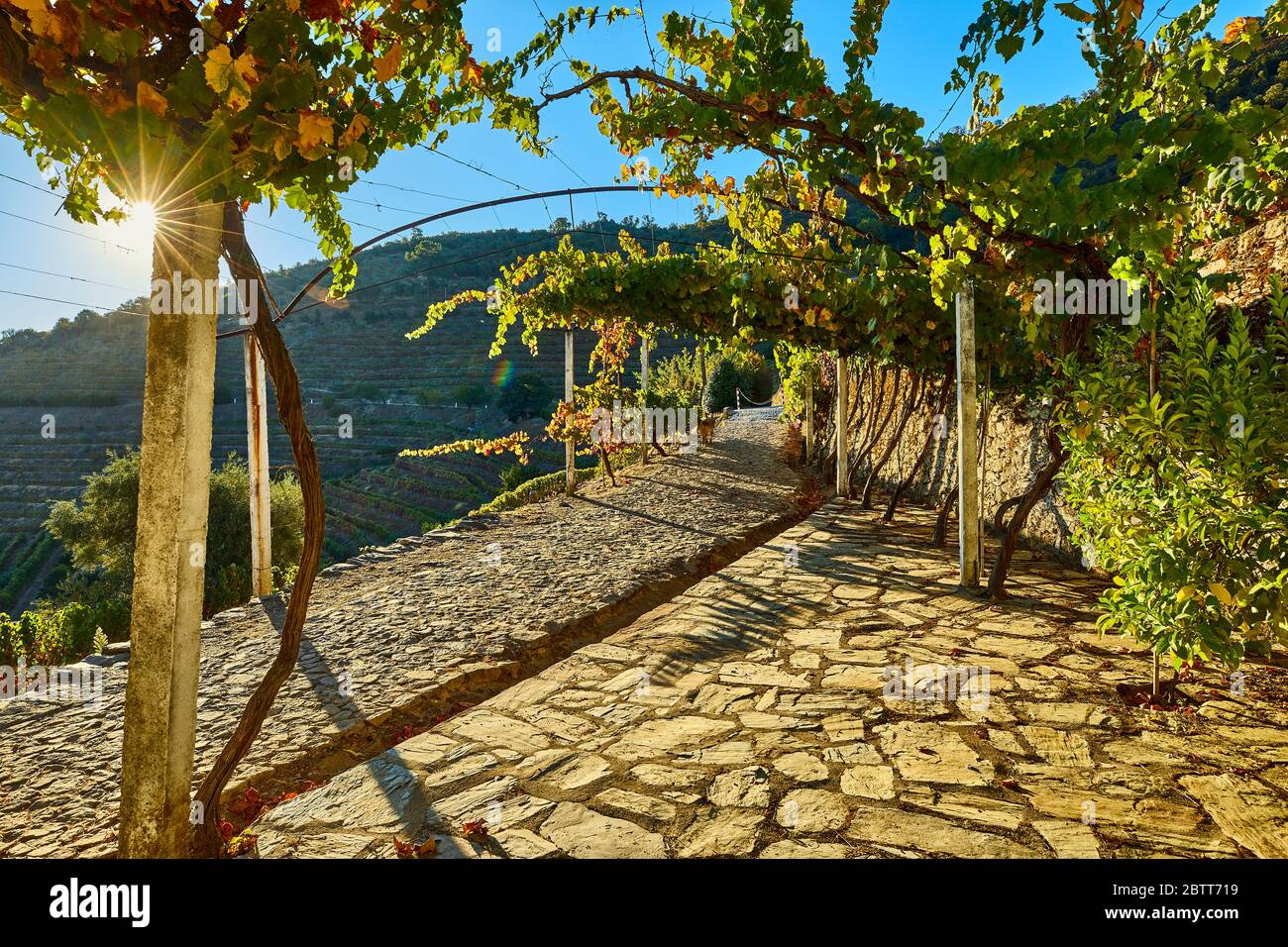La vallée du Douro, dans le nord du Portugal, est le berceau de Port Wine. La région est connue pour ses vignes, ses amandiers et ses oliviers. Banque D'Images