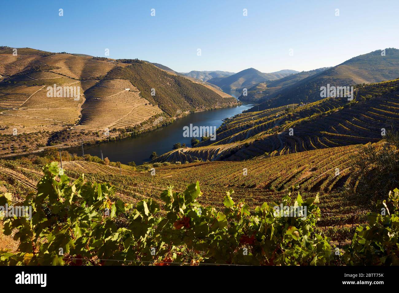 La vallée du Douro, dans le nord du Portugal, est le berceau de Port Wine. La région est connue pour ses vignes, ses amandiers et ses oliviers. Banque D'Images