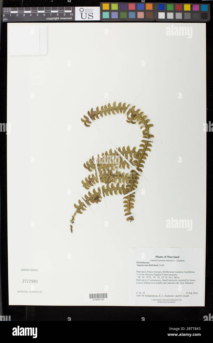 Angraecum distichum Lindl. 13 juin 20191 Banque D'Images