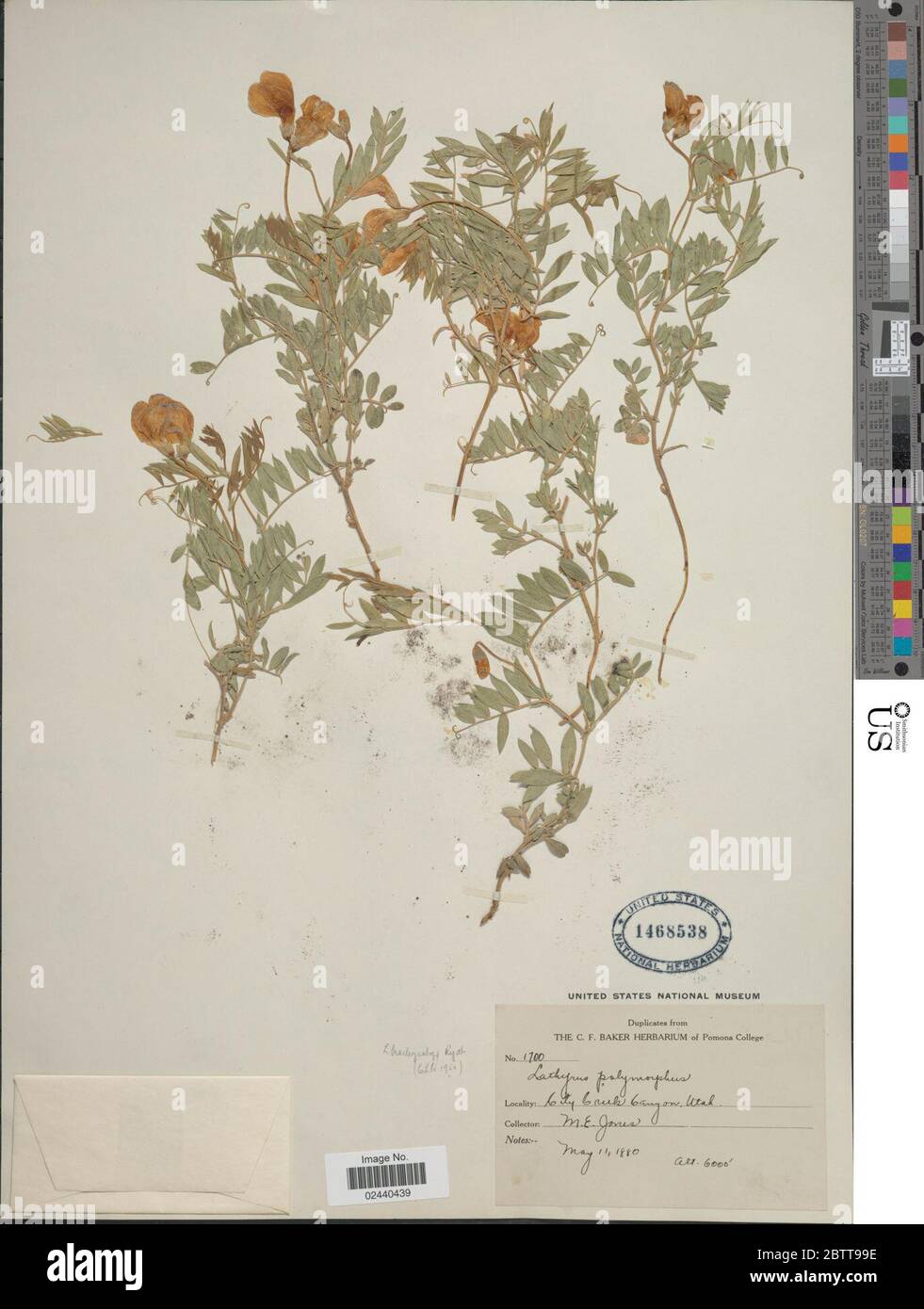 Lathyrus brachycalice Rydb. Banque D'Images