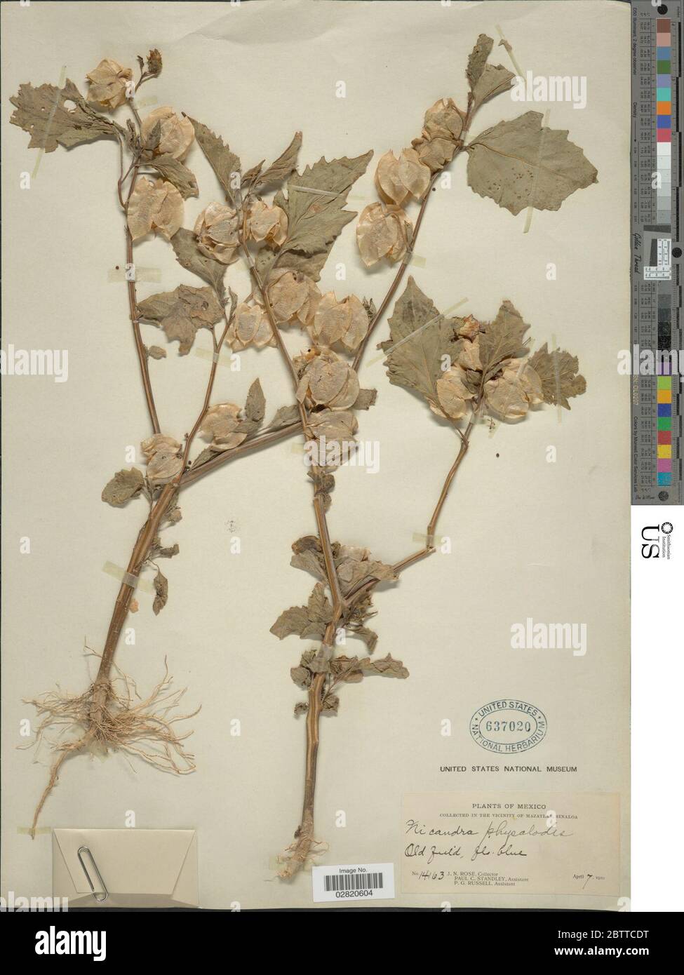 Niandra physalodes L Gaertn. Banque D'Images