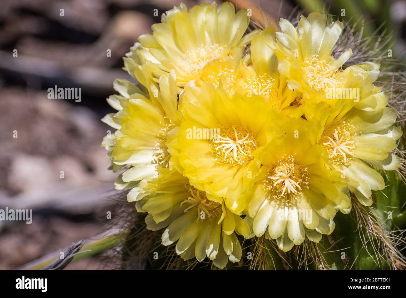 Gros plan sur les fleurs jaunes du cactus Hedgehog (Echinocereus), Californie Banque D'Images