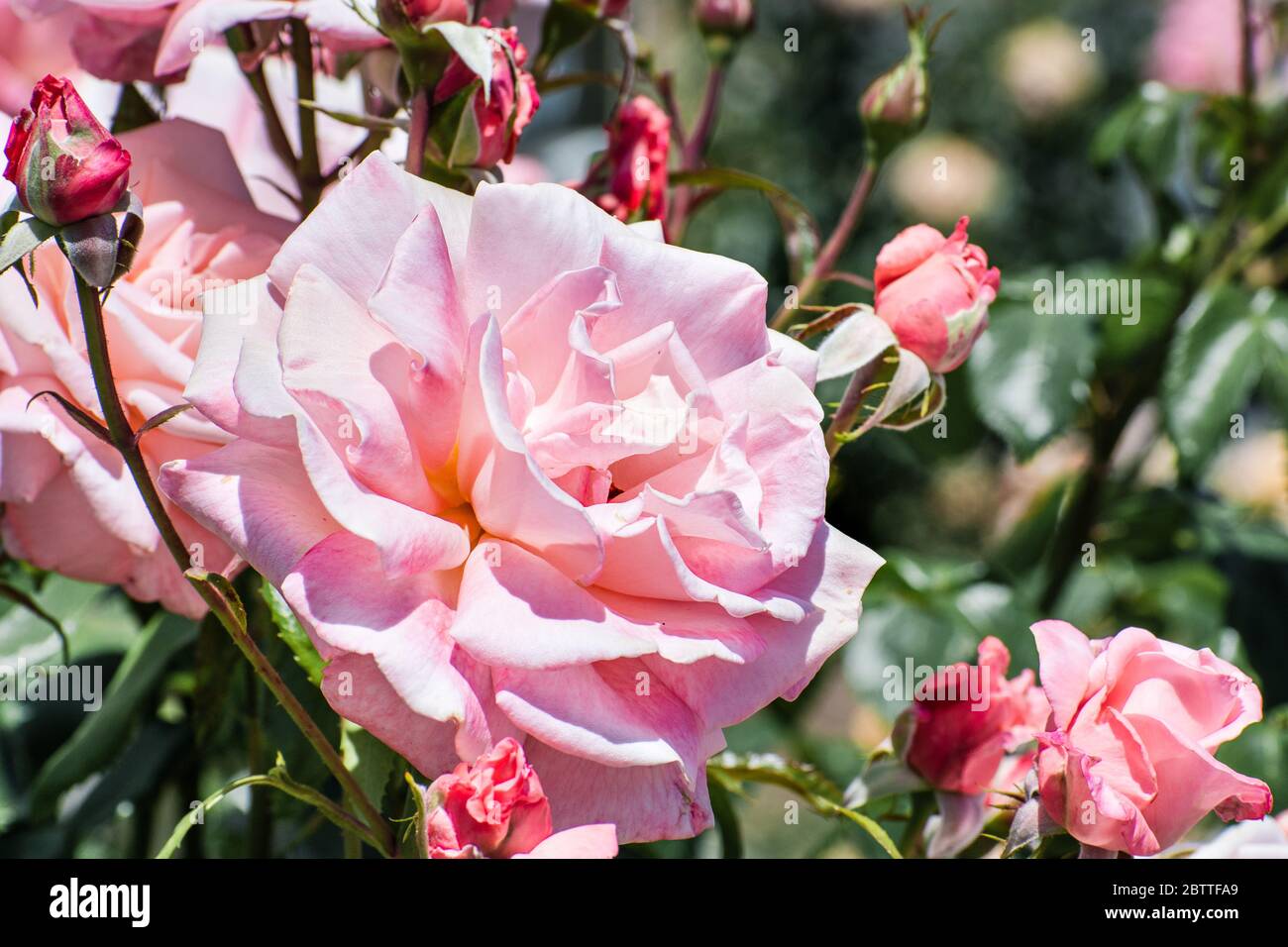 Gros plan de rose pâle fleuri dans un jardin, un jour ensoleillé de printemps, en Californie Banque D'Images