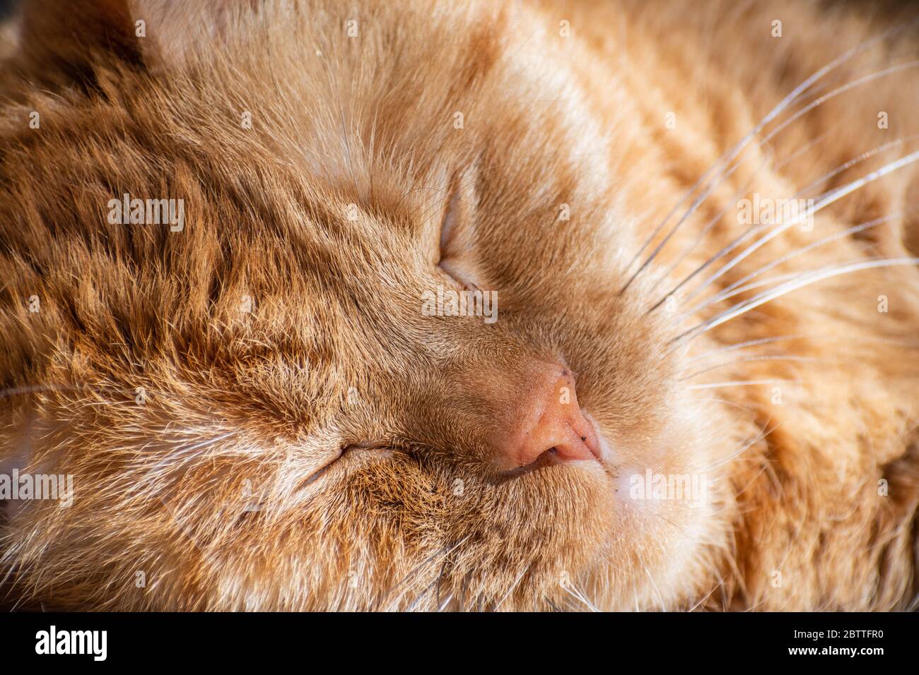 Gros plan de chat orange dormant au soleil Banque D'Images