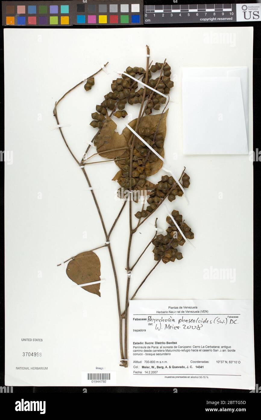 CC logiciel Rhynchosia phaseoloides. Banque D'Images