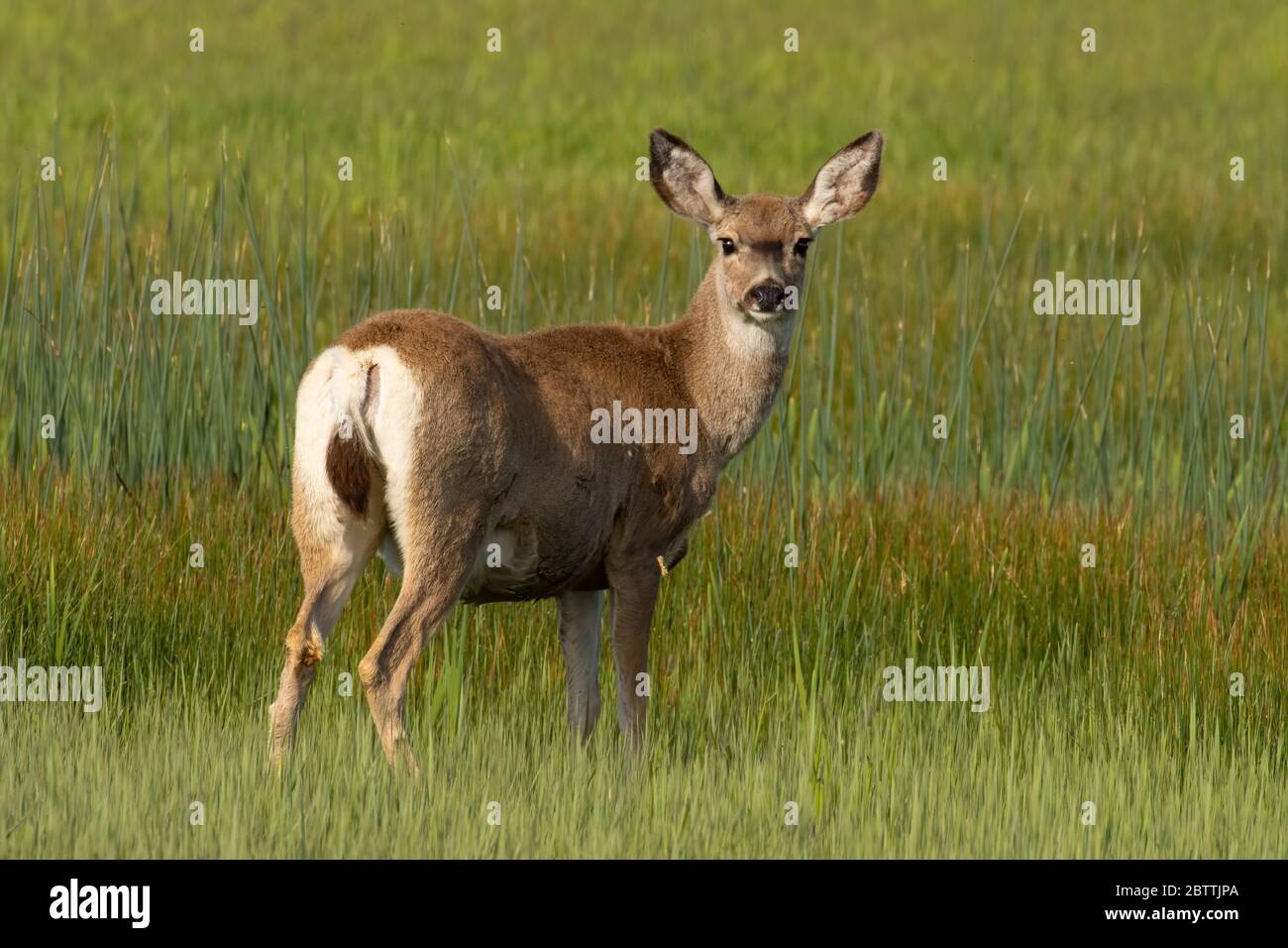 Cerf mulet, réserve naturelle nationale de Malheur, Oregon Banque D'Images