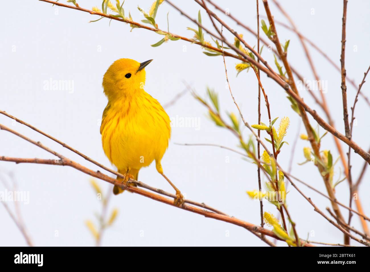 Paruline jaune (Setophaga petechia), réserve naturelle nationale de Malheur, Oregon Banque D'Images