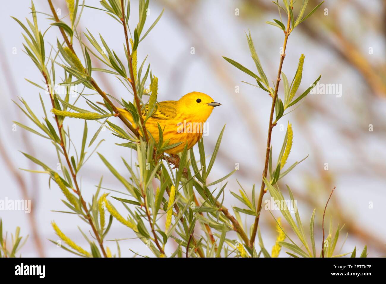 Paruline jaune (Setophaga petechia), réserve naturelle nationale de Malheur, Oregon Banque D'Images