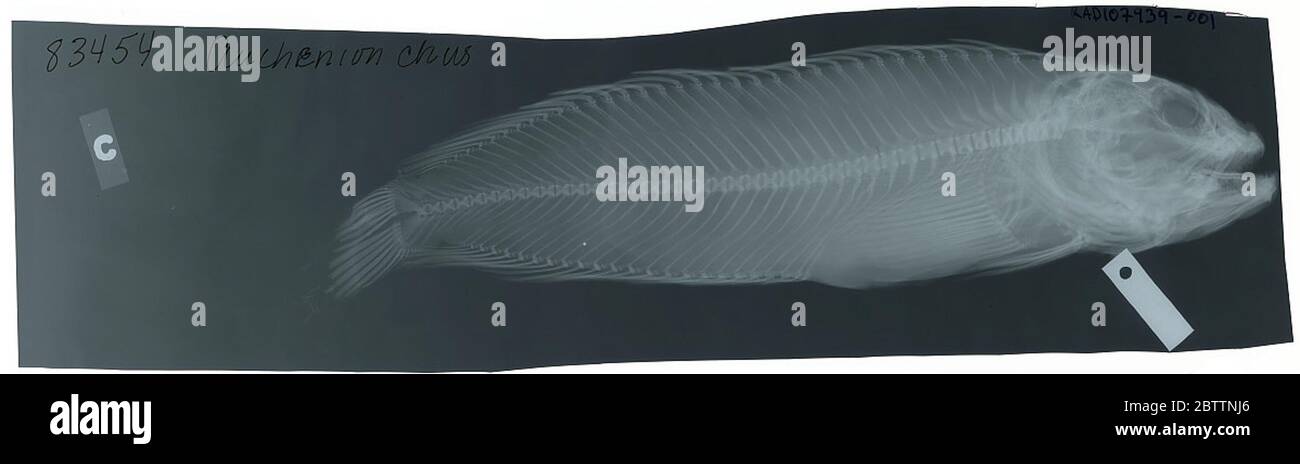 Auchenionchus microcirrhosa. 1er mai 20191 Banque D'Images