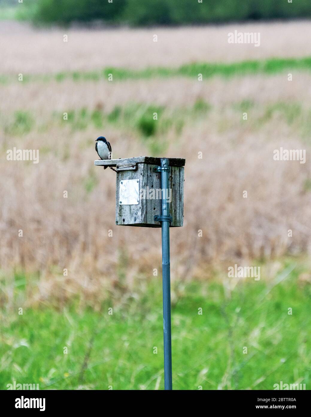 Une hirondelle d'arbre est placée sur une boîte de nidification au bord d'un pré marécageux. Banque D'Images