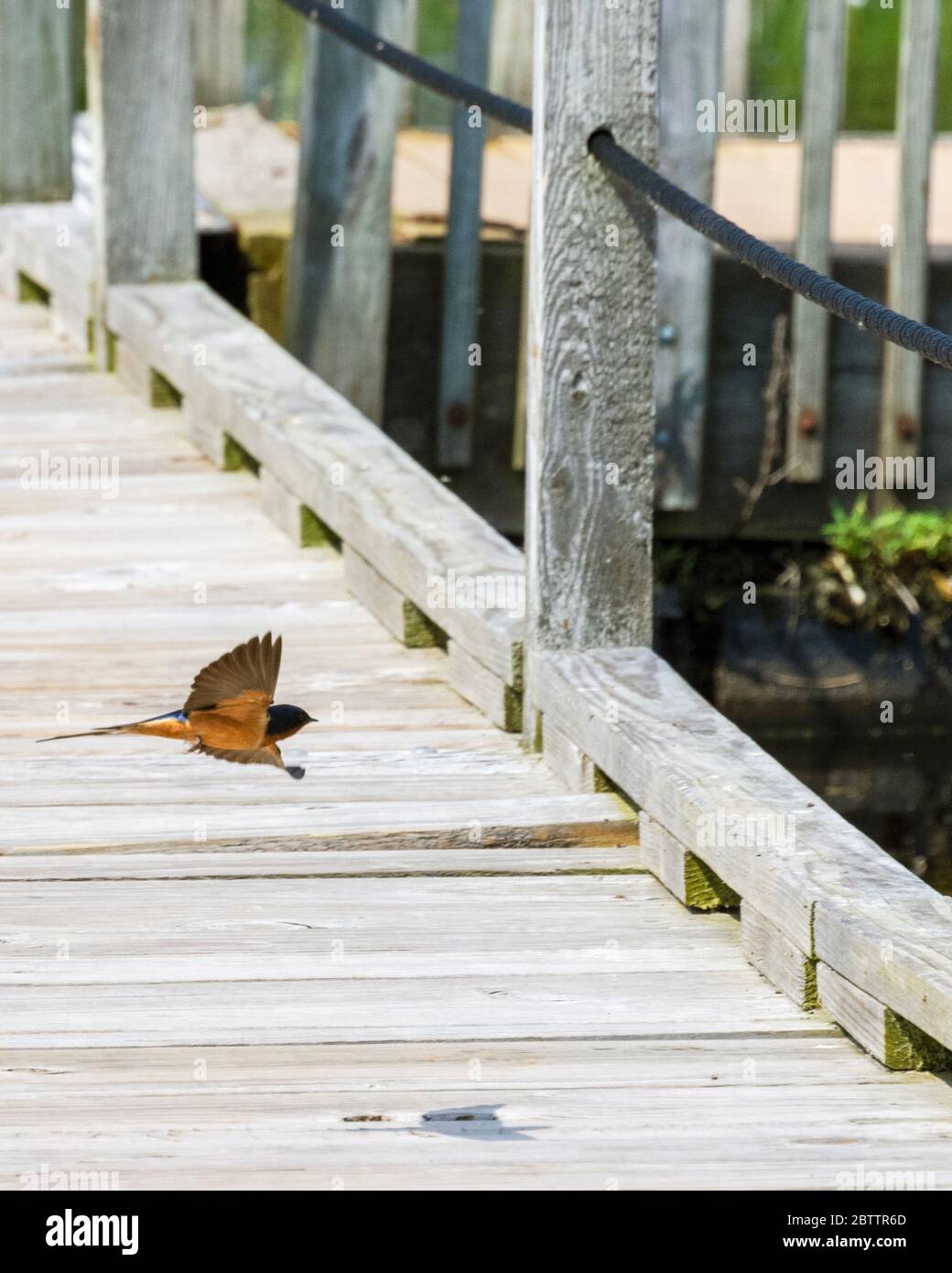 Un cygne américain adulte vole autour d'un quai en bois sur un marais. Son ombre est moulée sur les planches en bois. Banque D'Images