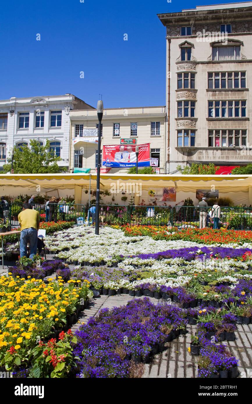 Marché aux fleurs du dimanche à Anibal Pinto Plaza, Valparaiso, Chili, Amérique du Sud Banque D'Images