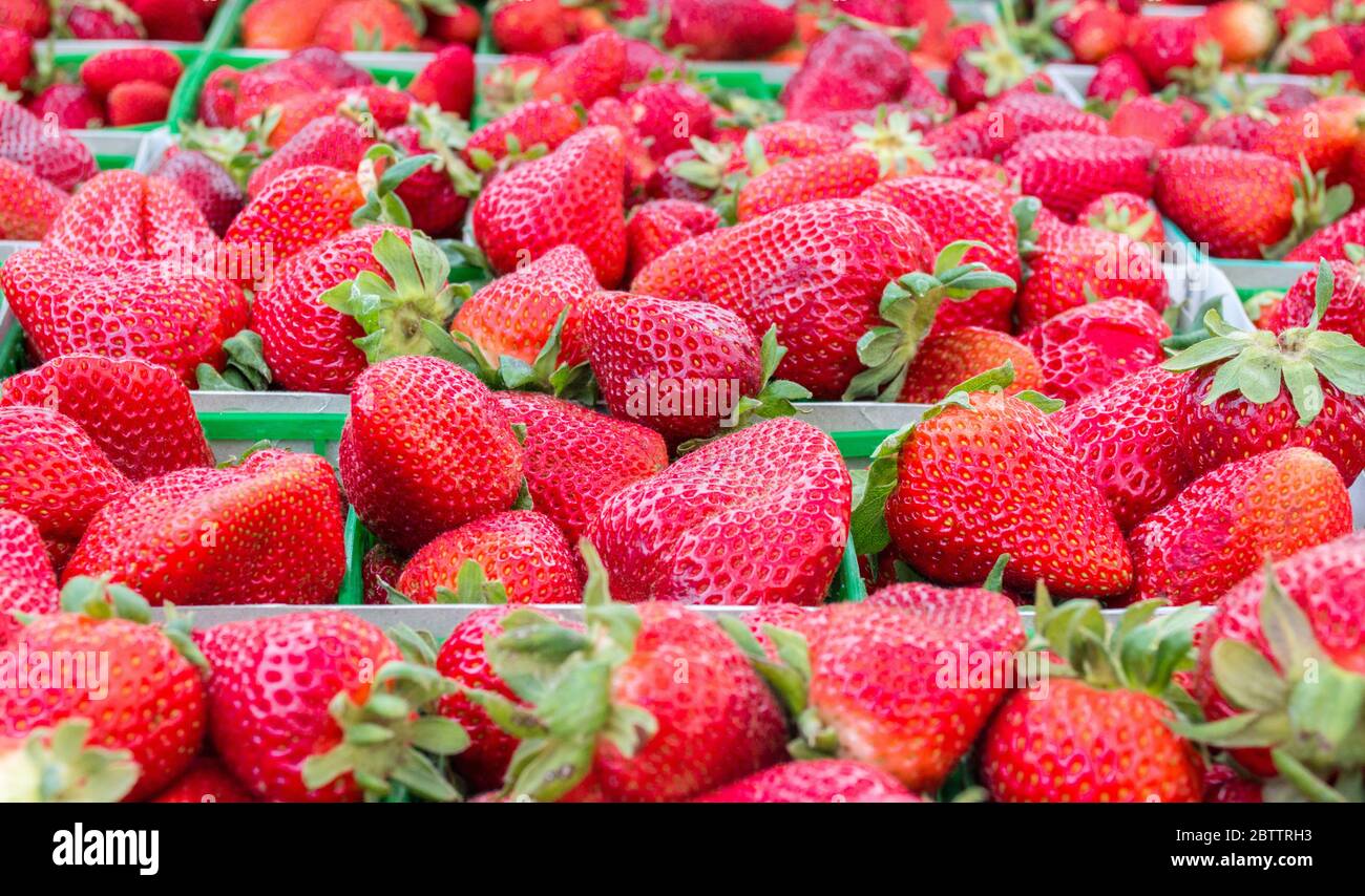 gros plan de rangées de fraises rouges fraîches sur un marché agricole Banque D'Images