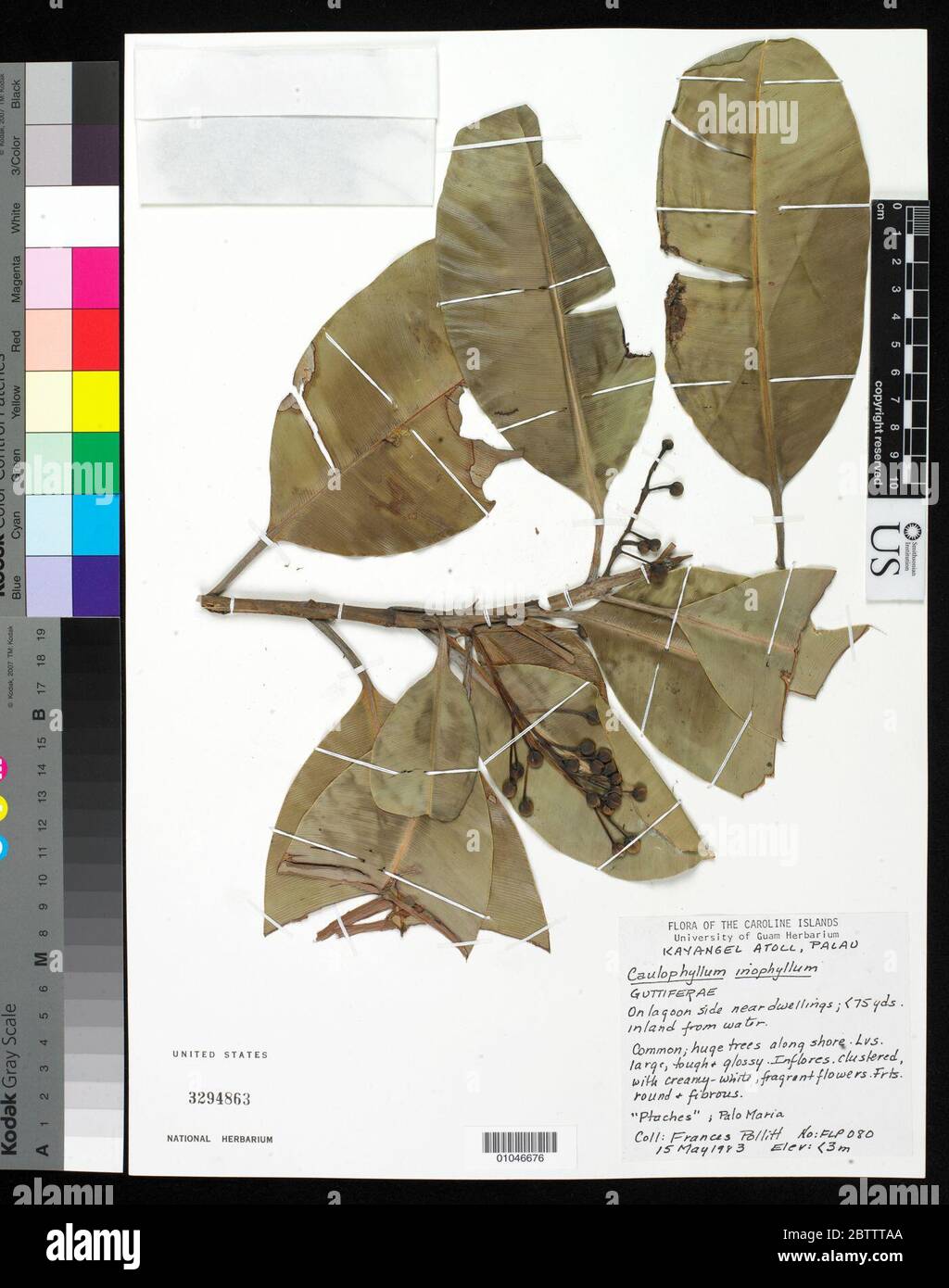 Calophyllum inophyllum L. Banque D'Images