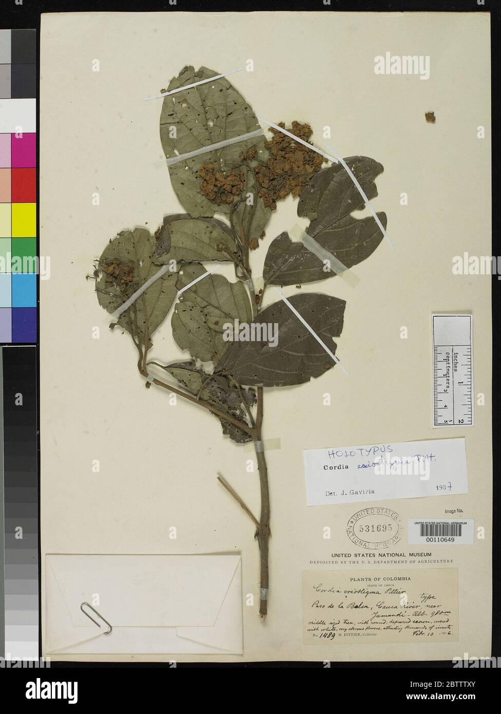 Cordia eriostigma Pittier. Banque D'Images