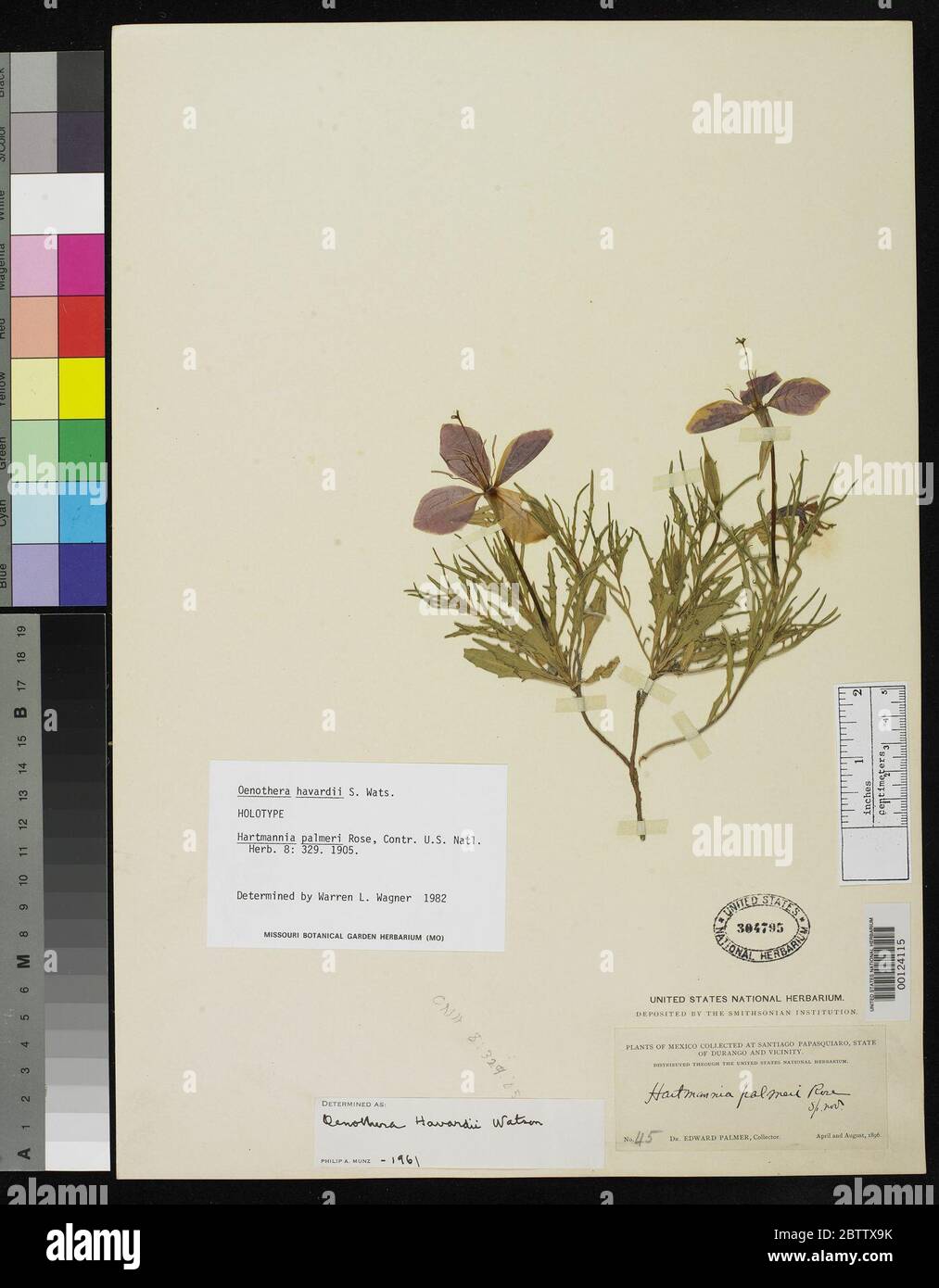 Harmannia palmeri Rose. Banque D'Images