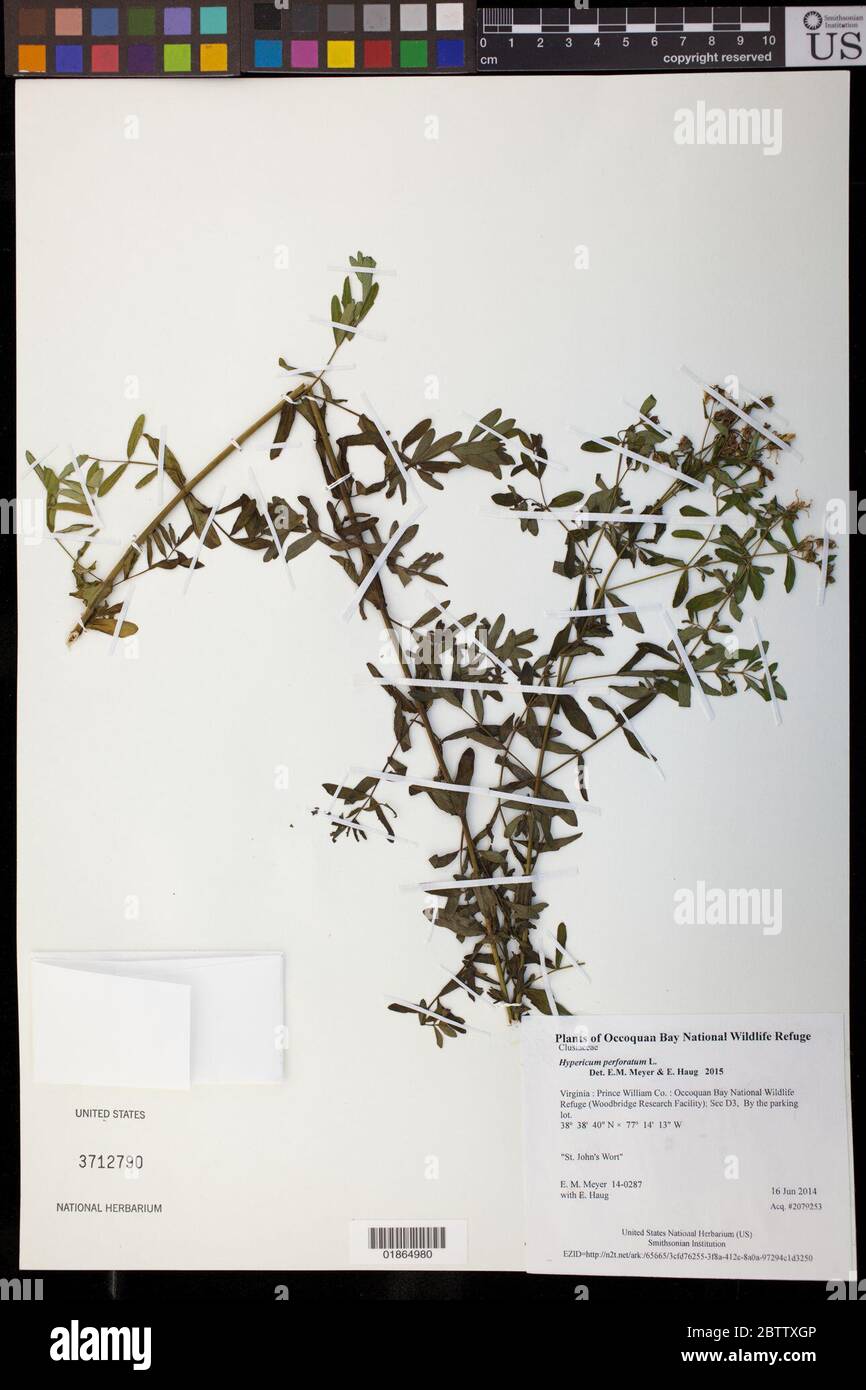 Hypericum perforatum L. Banque D'Images