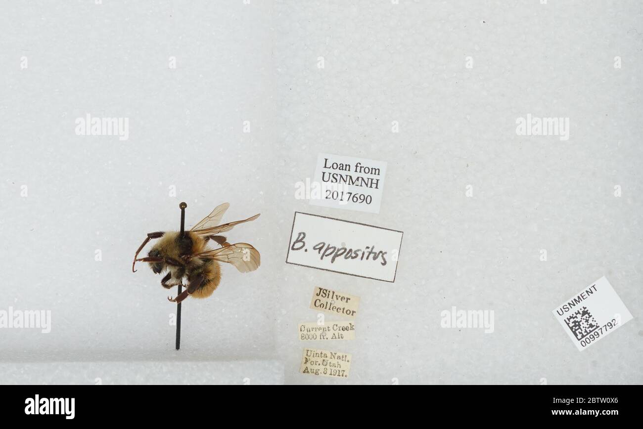Bombus Subterraneobombus apposituus. Transcrit par les volontaires digitauxLoan de USNMNH 2017690B. Appostus17 Apr 20171 Banque D'Images
