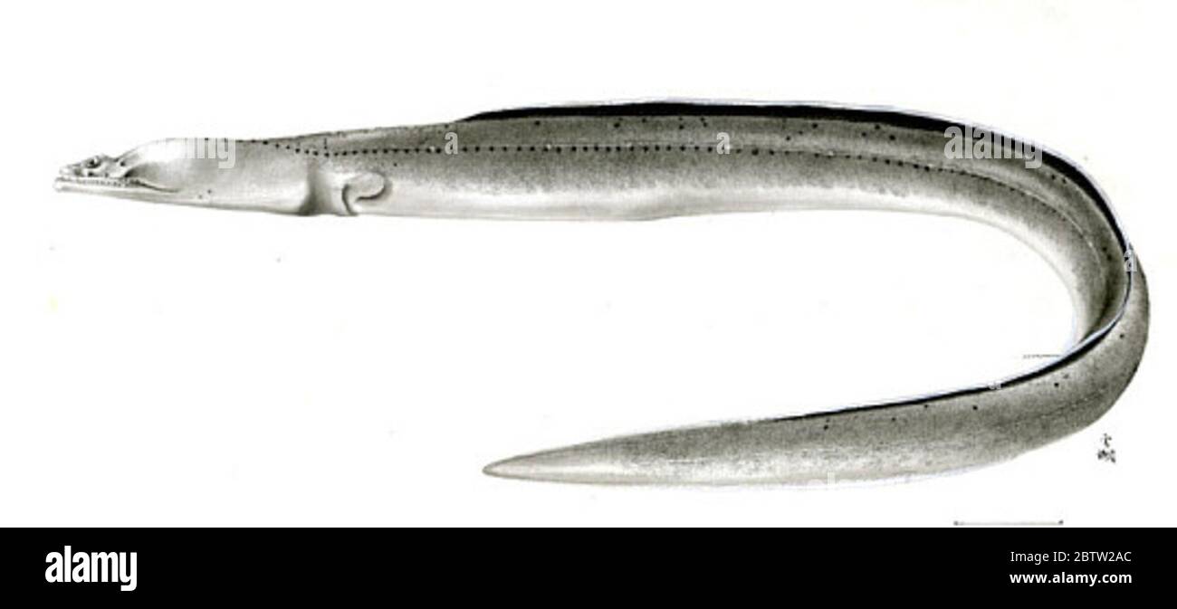 Brachysomophis henshawi Jordan Snyder. Holotype, 485 mm, vertèbres 20/67/134; usnm 51399 aurait été rérecommandé par erreur comme usnm 51654, les deux numéros sur le pot en date du 1984.14 décembre 20151 Banque D'Images