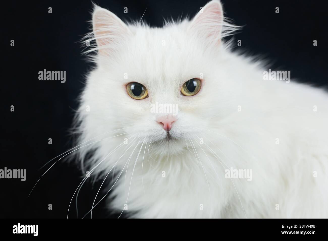 Chat Angora Blanc Sur Fond Noir Photo Stock Alamy Chat Angora Blanc Sur Fond Noir Photo Stock Alamy